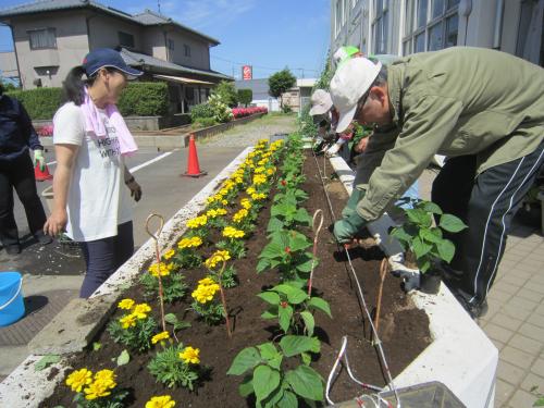 夏花壇植込み作業