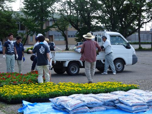 ✿✿花苗の配布を実施しました(5月28日、29日)✿✿