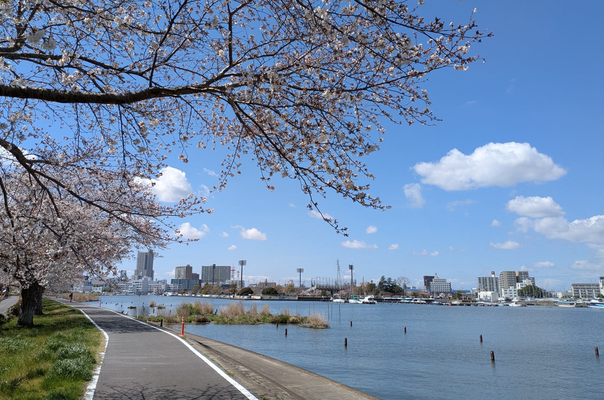 土浦駅周辺のマンションと満開の桜