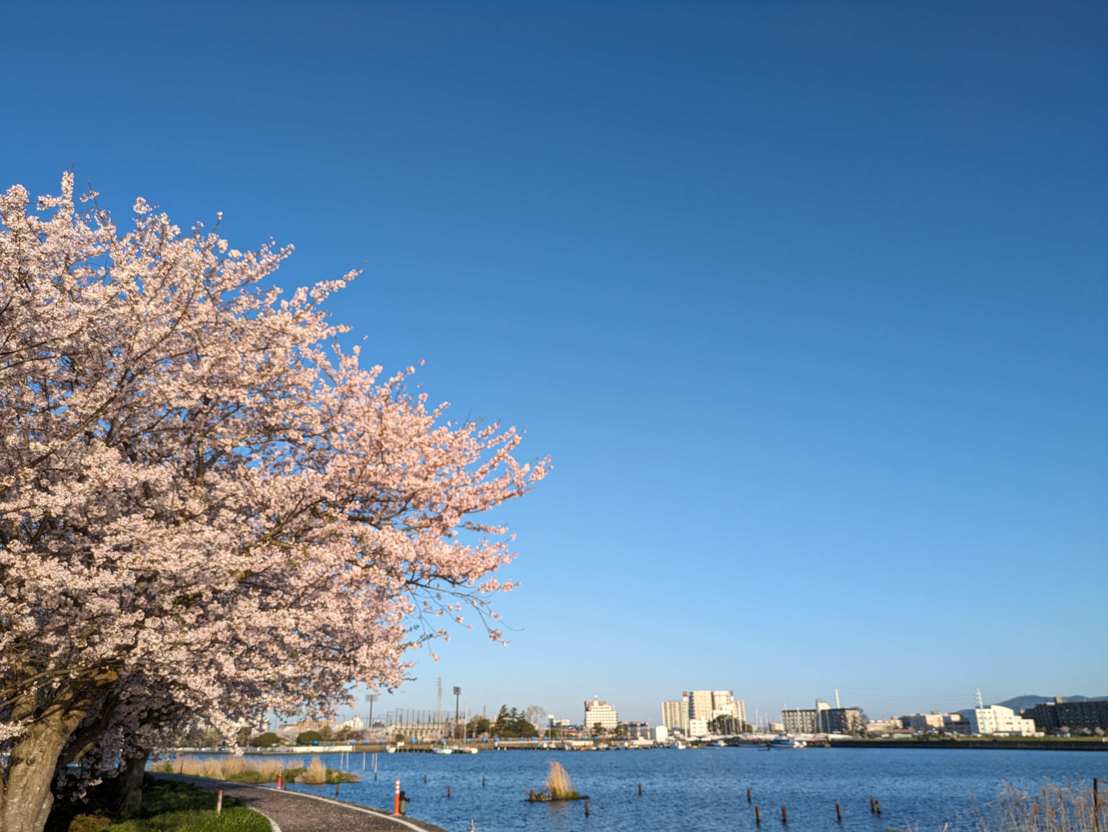 霞ヶ浦湖岸と桜の下を走る